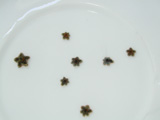 Asterina sp