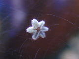 Asterina sp