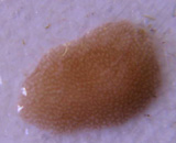  Planaire parasite d'Acropora 