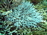 Acropora suharsonoi