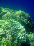  Bunaken Sulawesi