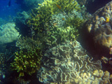  La diversit du haut du tombant de Bunaken Sulawesi 