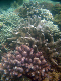  Pocillopora et Porites - Sulawesi 