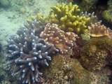  Porites, lobophytum et Galaxea - Sulawesi 