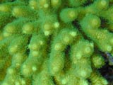 A.millepora