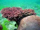 A.millepora