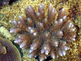 A.millepora