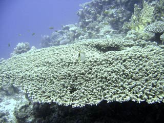 Acropora sp.