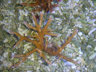 A.simplex