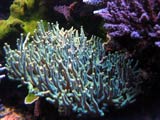 Acropora.sp