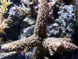 Acropora.sp