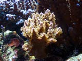 Acropora.sp