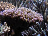 Acropora.sp