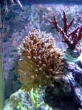 Acropora.sp