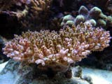 Acropora.sp