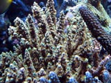 Acropora.sp