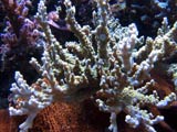 Acropora.sp