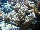 Acropora.sp