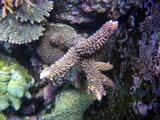 Acropora.sp