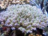 Acropora.sp