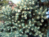 Acropora.sp