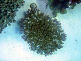 Acropora.sp