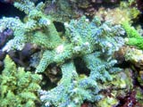 Acropora.sp