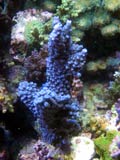 Acropora.sp