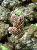 Acropora.sp