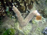 Acropora.sp