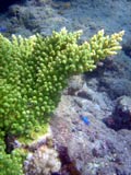 Acropora.sp