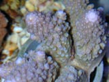 Acropora.sp