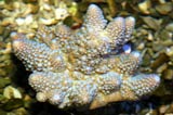 Acropora.sp