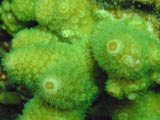 Acropora.sp