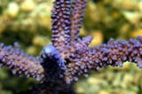 Acropora.sp