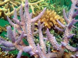 Acropora.sp