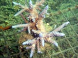 Acropora.sp