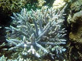 Acropora.sp