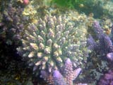 Acropora.sp