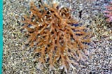 Acropora.sp