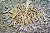 Acropora.sp