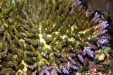 Acropora.sp