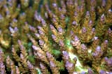 Acropora.sp