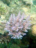 Acropora.sp