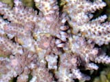 Acropora.sp