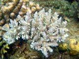 Acropora.sp