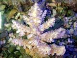 Acropora.sp