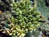 Acropora.sp