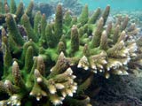 Acropora.sp