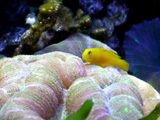 Gobiodon okinawae